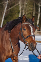 Portrait of a brown horse in a bridle on a sunny winter day.