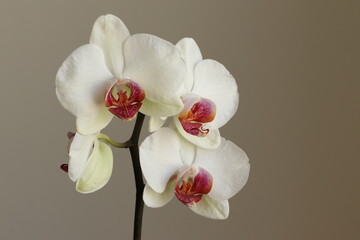 Beautiful white orchid on a dark background.
