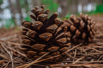Pine cones in the forest.