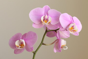 Fototapeta na wymiar Beautiful red orchid on a dark background.