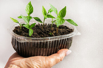 A woman holds a plastic container with small sprouts of pepper. Seedlings for spring gardening. Isolated