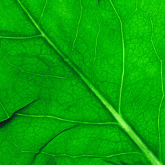 green leaf background