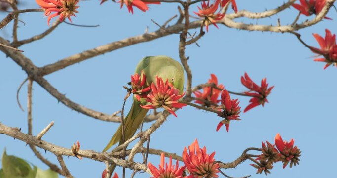 Slow-motion footage of a green Parrot drinks nectar from blooming red flowers
