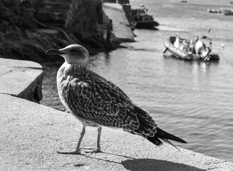 Obraz premium black headed gull