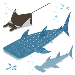 イトマキエイ・ジンベイザメ・ハンマーヘッドシャークのアイソメイラスト © ribitts