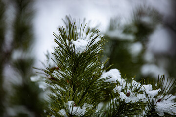 
melting snow on a spruce tree in a park with a blurred background