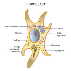 Fibroblast cell structure. Connective tissue cell. Vector illustration