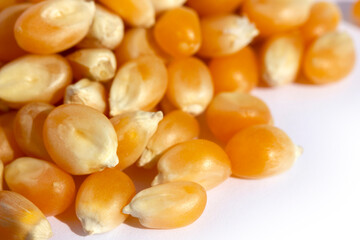 Corn kernels on a white background