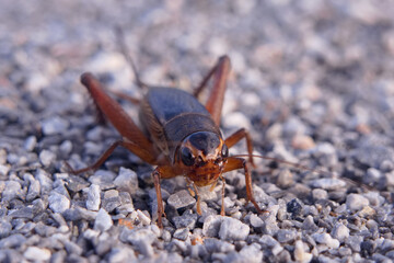 エンマコオロギのメス