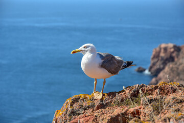 seagull on the beach