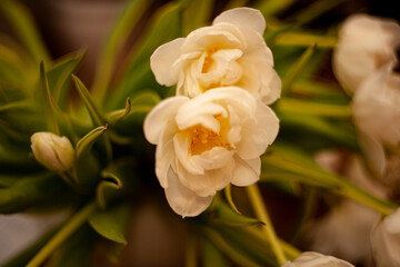 retro white tulips with warm macro light