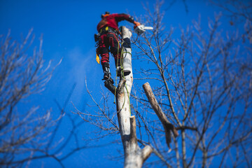 Arborist tree surgeon cutting tree branches with chainsaw, lumberjack woodcutter in uniform climbing and working on heights, process of tree pruning and sawing on top