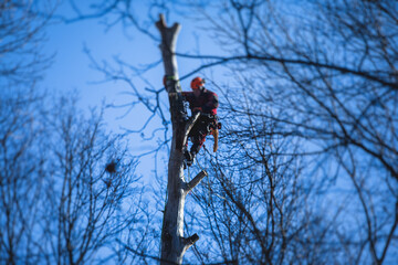 Arborist tree surgeon cutting tree branches with chainsaw, lumberjack woodcutter in uniform...
