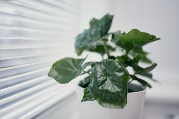 Home docor with plant. Selective focus on houseplant in window. Leaf of Philodendron Selloum Atom.