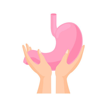 recommend clip art: hands holding stomach, on a white background, healthy body, vector illustration