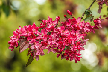 Fototapeta na wymiar colorful flower bloom in spring