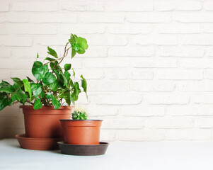 Home plants on a brick wall background