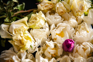 white dried roses with tulips