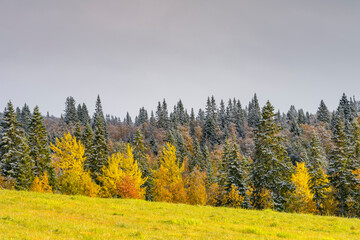 autumn in the forest