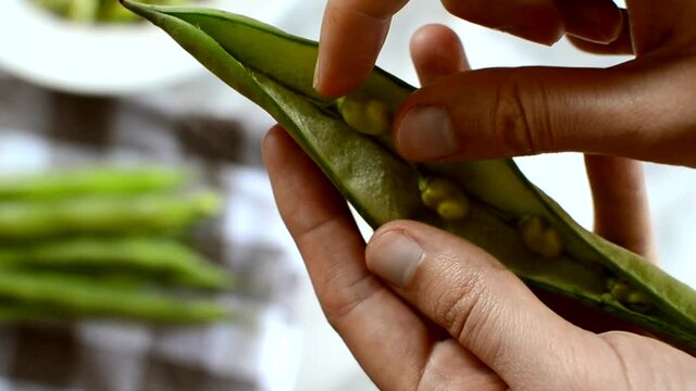 Detail of hands opening fresh broad bean pod in the kitchen. Behind, plate with broad beans and to the side bean pods out of focus. Rich and nutritious legume.