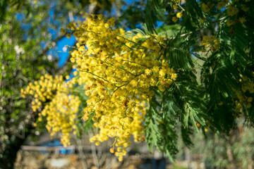 This plant is the mimosa. It has yellow flowers.