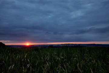 Sonnenuntergang über einem Maisfeld. Deutschland, Baden-Württemberg, Bodenseekreis, Straß,...