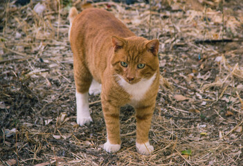 Obraz premium Portrait of a ginger cat in nature.