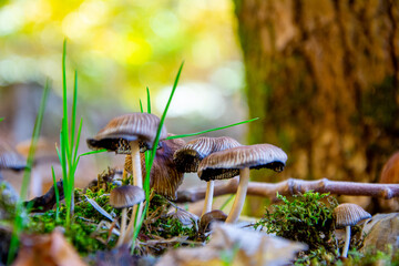 Passeggiata e Trekking all'aria aperta sul Monte Faito in Costiera Sorrentina