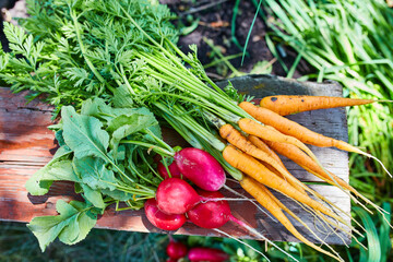 radishes and carrots, freshly picked in the garden