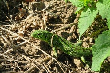 Green european lizard in the garden, closeup