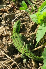 Fototapeta premium Green european lizard in the garden, closeup