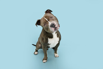 Funny American bully dog tilting head side. Isolated on blue pastel background.