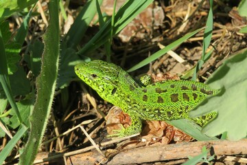 Green european lizard in the garden, closeup