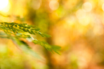autumn leaves background super bokeh © Ricardo