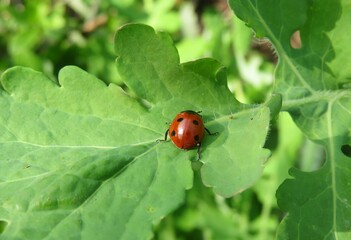 Red ladybug on celandine leaf in the garden, closeup