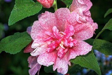 various multicolours flowers in the garden