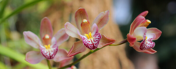 close up orchid. orchid web banner or poster for social media. blooming beautiful orchid. cymbidium...
