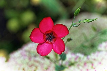 various multicolours flowers in the garden
