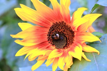 various multicolours flowers in the garden