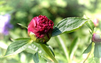 various multicolours flowers in the garden