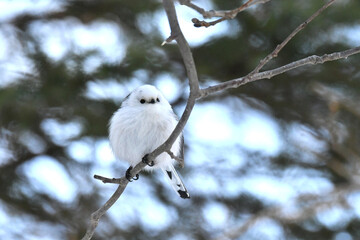 厳冬の北海道の森、囀るシマエナガ