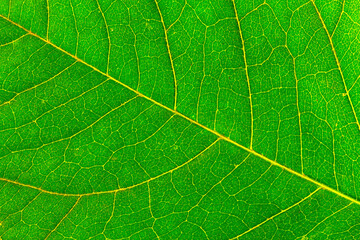green leaf background