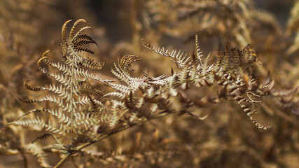 Feuilles de fougère aux teintes automnales, dans la forêt des Landes de Gascogne
