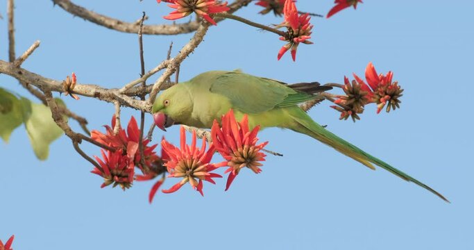 Slow-motion footage of a green Parrot drinks nectar from blooming red flowers