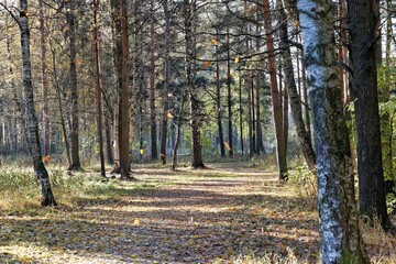 various nature landscape places at the daytime