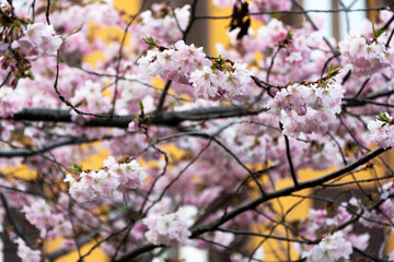 Fioritura di Prunus serrulata