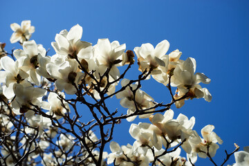 白木蓮・花・光・枝・アップ