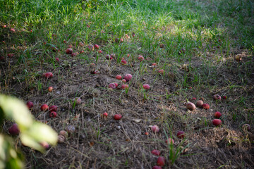 Apples fell from the tree and lie on the ground