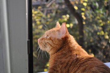 Curious red kitten looks out the window