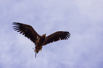 Obraz na płótnie Canvas Vulture in flight.